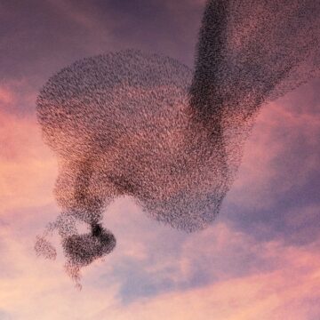 Swarm Intelligence: Collective Power in Motion